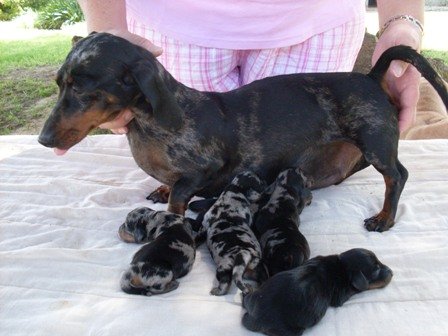 Miniature Dachshund with babies 036